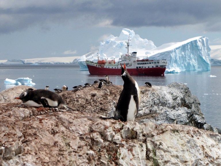 Las poblaciones de pingüinos emperador están disminuyendo más rápido de lo esperado