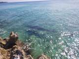 Prohíben alimentar a tiburones en San Andrés
