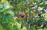 FAO insta a desarrollar innovaciones para la conversación de bosques