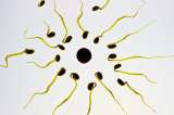 El secreto de los espermatozoides para penetrar un óvulo está en su ritmo