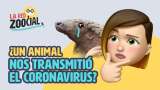 El pangolín, ¿culpable del coronavirus?