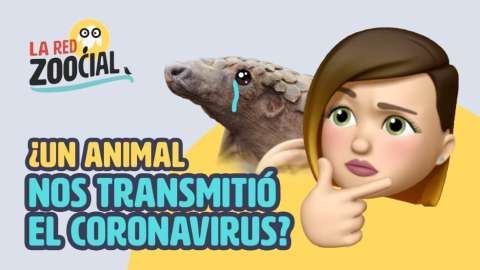 El pangolín, ¿culpable del coronavirus?