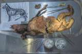 Una pieza en el estómago de un lobo permite reconstruir la historia de un mamífero extinto