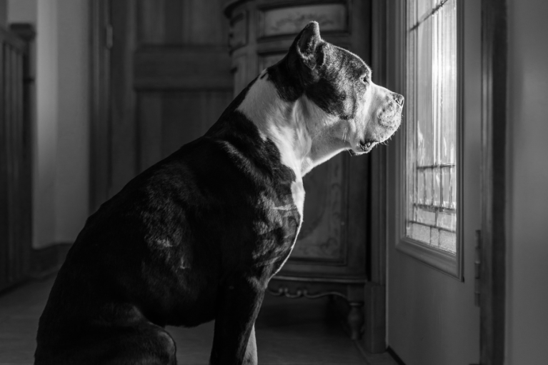Si va a dejar a su perro solo en casa, debe hacer antes estas cinco cosas