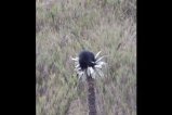 (Video) Graban a oso andino bebé jugando en Chingaza