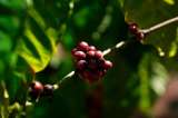 Sucden se expande en café con compra de negocio colombiano