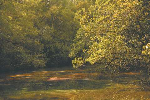 Tras las huellas de los gigantes que recorrieron el Orinoco: el rastro de Humboldt