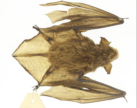 Colombia tiene ahora una nueva especie de murciélago
