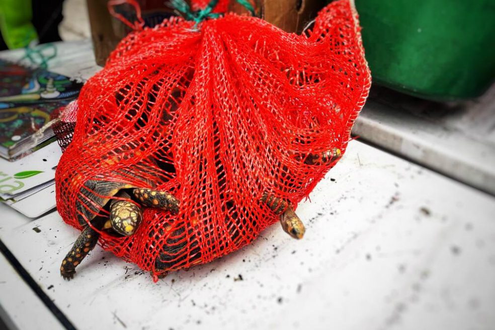 1 Boa constrictor, 58 tortugas hicotea y 10 tortugas morrocoy fueron rescatadas / Secretaría Distrital de Ambiente