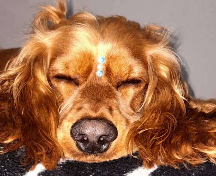 Se trata de una cocker spaniel de 1 año que murió luego de dejarla para un baño en Ooh Lala Pets Spa.