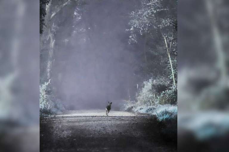 Fui al bosque de campanillas azules al amanecer para fotografiar ciervos. Había mucha niebla, era mágico y tranquilo. Me senté a esperar, escuchando el silencio (con hormigueo en las piernas), pero no había ciervos. De regreso, vi una liebre corriendo por el sendero. Me arrodillé y tomé una foto justo cuando llegaba al rayo de sol. La liebre, sin darse cuenta de mi presencia, se adentró en la luz como diciendo: “¡Este es mi mundo!”.
