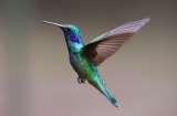 Bebedores pero no borrachos, la dieta diaria de los colibríes