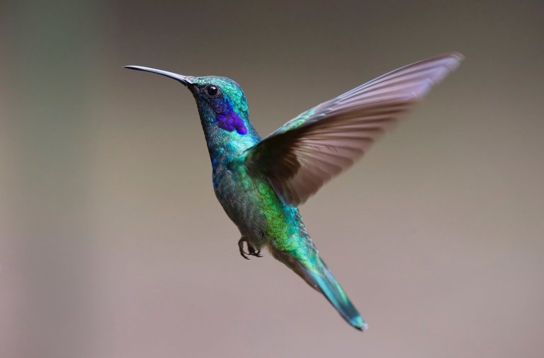 Bebedores pero no borrachos, la dieta diaria de los colibríes