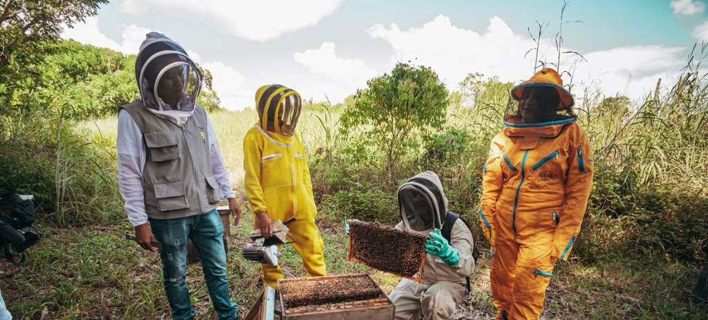 Este 20 de mayo se conmemora el día mundial de las abejas.