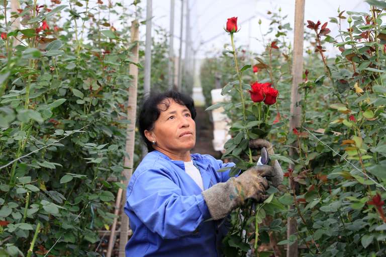 ACOMPAÑA CRÓNICA: COLOMBIA SAN VELNTÍN - AME8405. CHÍA (COLOMBIA), 12/02/2024.- Una mujer trabaja en la recolección de rosas el 31 de enero de 2024, en la hacienda Mongibello en Chía, Cundinamarca (Colombia). De los 700 millones de rosas que Colombia envía cada año a floristerías de todo el mundo por San Valentín, nuevas variedades han nacido de mezclas que resultan en colores morados, rosados o anaranjados, todos ellos especiales y únicos en el mundo. Las variedades de rosas colombianas que se exportan para ser regaladas en Estados Unidos, Japón, Canadá, Reino Unido o España, entre otros países, tienen derechos de propiedad intelectual a nombre de los creadores originales de las variedades, a los que la industria llama 'breeders' (criadores). EFE/ Carlos Ortega