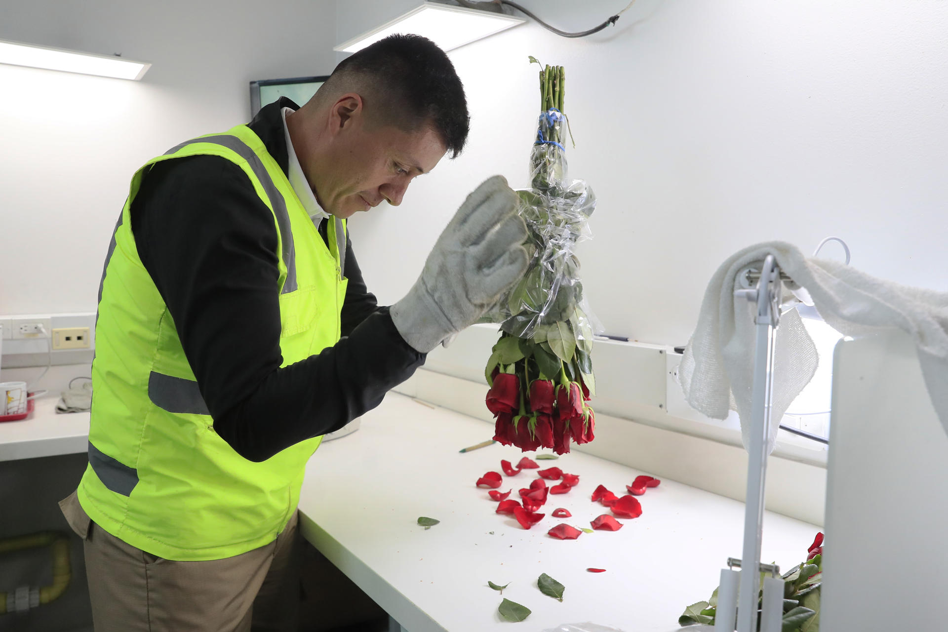 ACOMPAÑA CRÓNICA: COLOMBIA FLORES SAN VALENTÍN AME3911. BOGOTÁ (COLOMBIA), 11/02/2026.- Un integrante del Instituto Colombiano Agropecuario (ICA), realiza una inspección fitosanitaria a un cargamento de flores colombianas listas para su exportación este martes, en el aeropuerto El Dorado en Bogotá (Colombia). Detrás de cada ramo que Colombia envía al mundo por San Valentín hay miles de mujeres que cultivan, cortan y empacan flores, un trabajo mayoritariamente femenino que sostiene a familias enteras y respalda una de las exportaciones más representativas del país, que florece cada febrero y llena los hogares de color y perfume. EFE/ Carlos Ortega