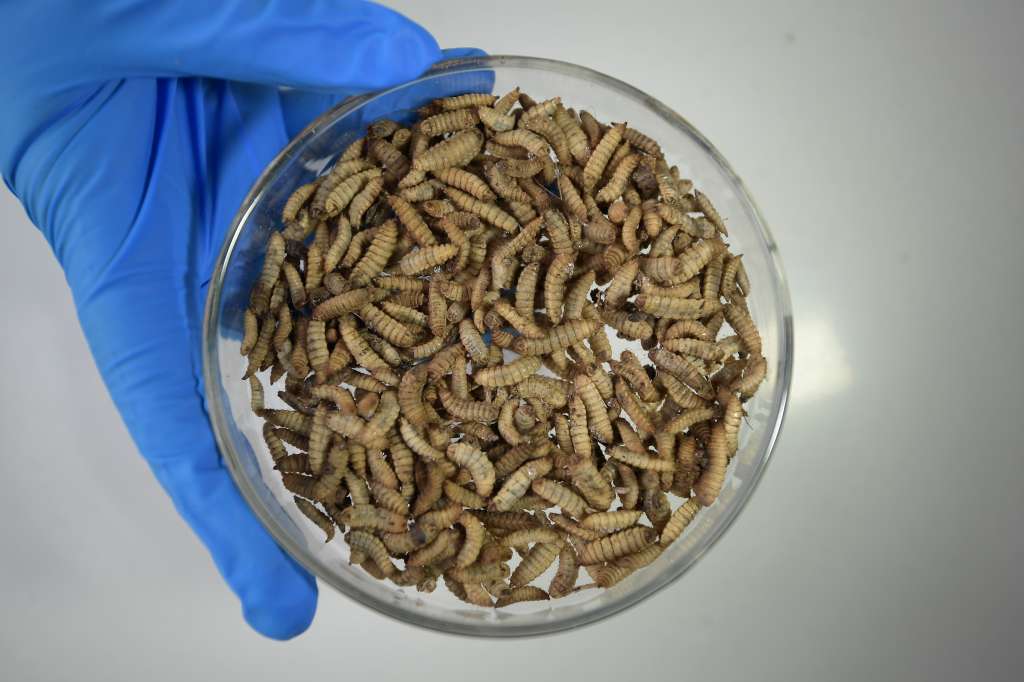 En Colombia se está investigando la posibilidad de usar ciertos insectos como parte de la alimentación, algunos de estos animales tienen más porcentaje de proteína.
