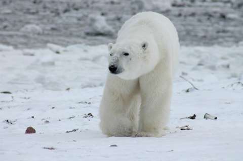 El cambio climático está causando cambios masivos en los animales del Ártico