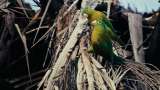 ¿En qué consiste el pago que hará Medellín por cuidar la biodiversidad?
