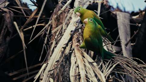 ¿En qué consiste el pago que hará Medellín por cuidar la biodiversidad?