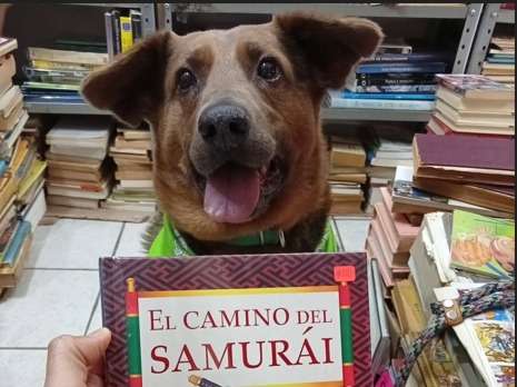 Perrito ciego fue rescatado en una feria del libro y ahora es “dueño” de una librería