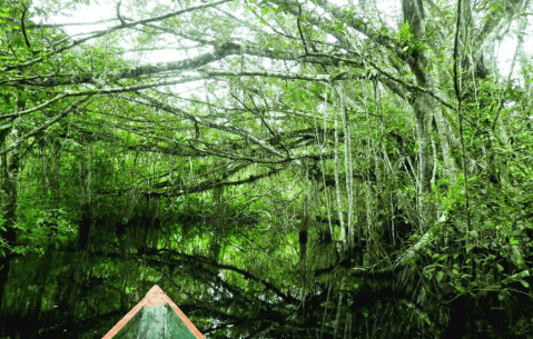Descubrimiento en la Amazonía peruana: especie nunca antes vista