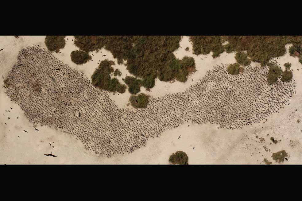 Esta fotografía de una colonia de charranes, captada al noroeste de Australia, fue tomada con un dron dirigido por el equipo de investigación de los científicos Jarrod Hodgson y Rohan Clarke, de la U. de Monash, en Australia. / Jarrod Hodgson and Rohan Clarke (Monash University, Australia)