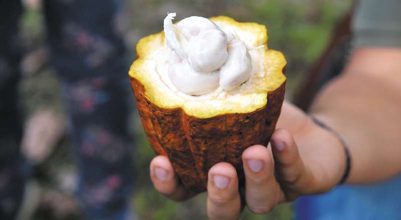 Cacao