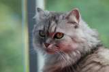 Gato persa: así es su personalidad y cuidados que hay que tener con este felino