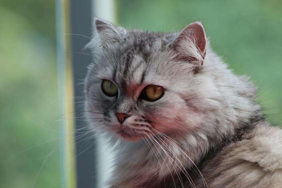 Gatos, gato persa