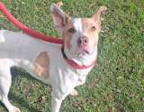 Sasha, la perrita que vivió años abandonada en una terraza, ahora busca un hogar