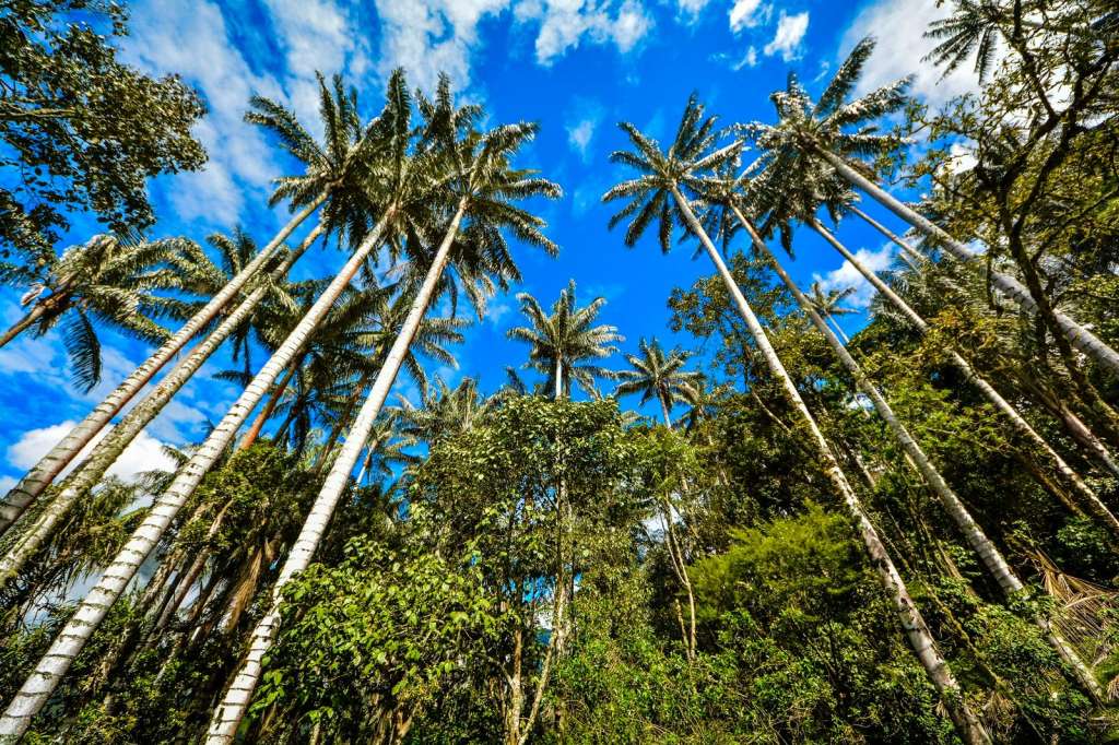 Tenerife, el paraíso de la palma de cera en el Valle del Cauca.