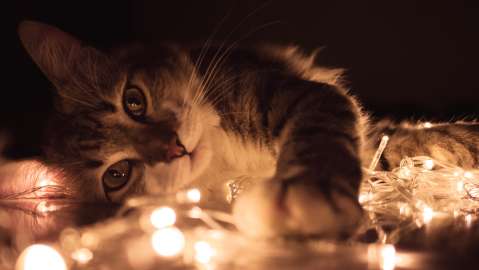 Cinco regalos hechos a mano para su mascota en esta navidad