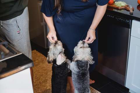¿Qué es la dieta BARF para mascotas?