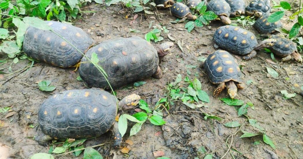 Estos especímenes, entre los que se encontraban aves, mamíferos y reptiles, habían sido rescatados de situaciones de tráfico y maltrato en la capital del país.
