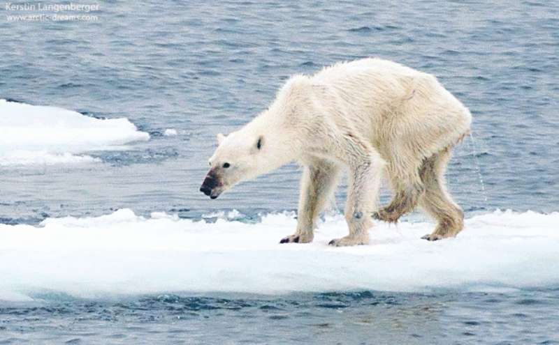 En el 2015, un fotográfo registró la imagen de un oso polar desnutrido. / Kerstin Langenberger Photography