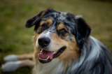 Pet Friendly: así será por primera vez la Caminata de la Solidaridad