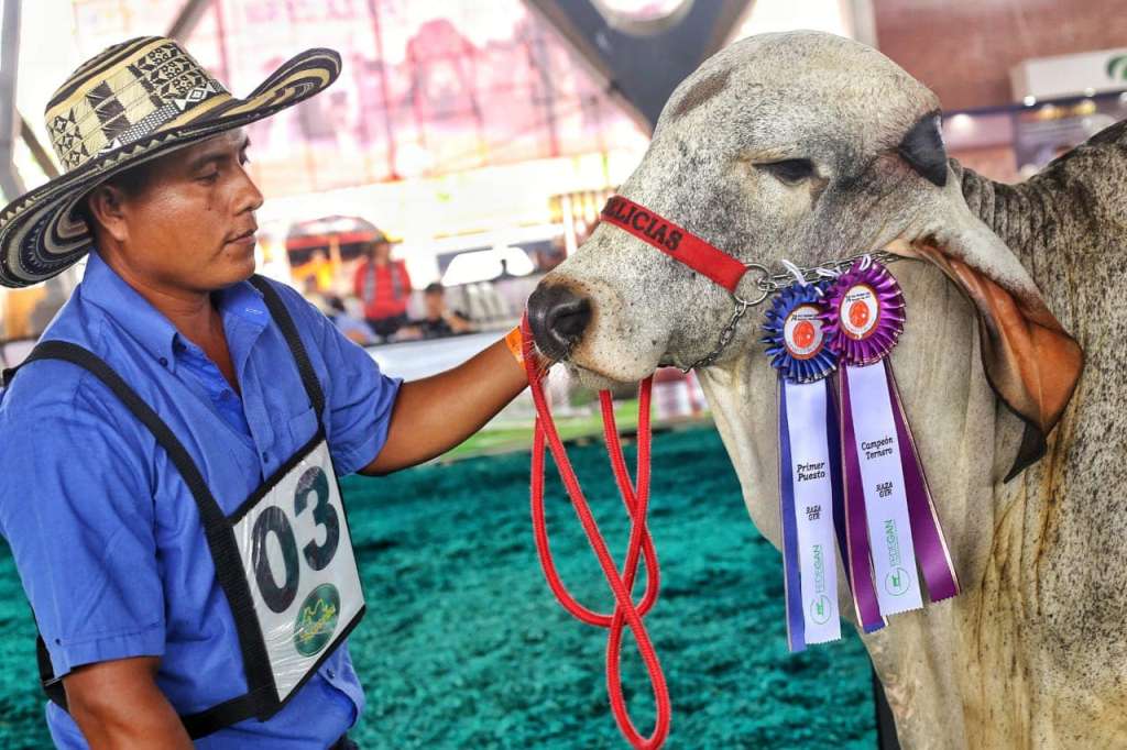 un hombre junto a un cebú premiado
