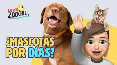 ¿Le gustan las mascotas, pero no puede tener una todo el tiempo?