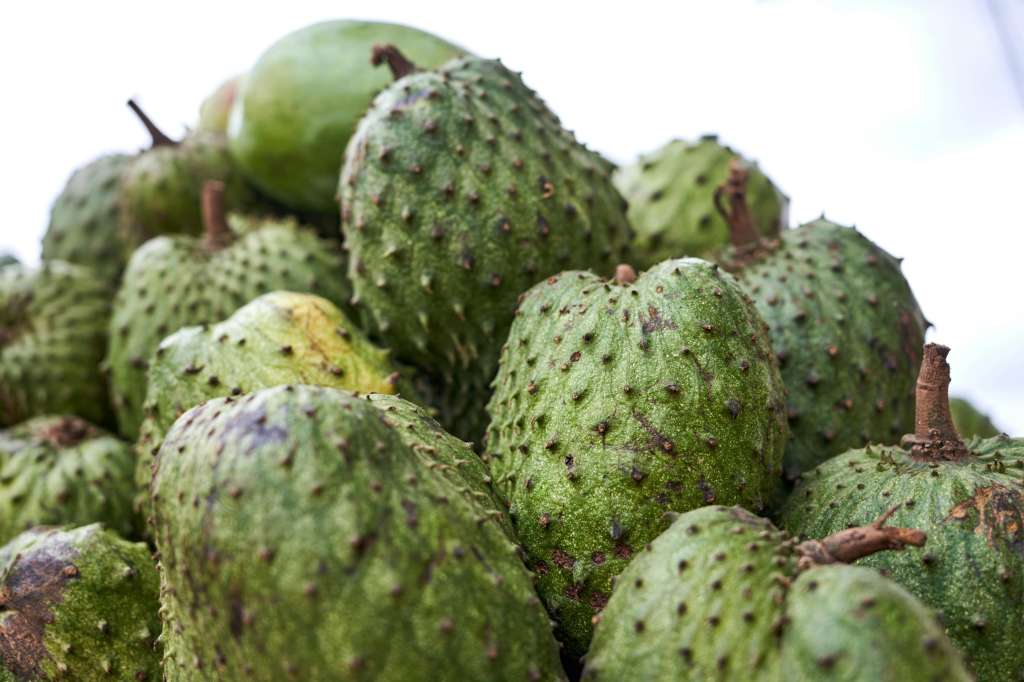 Desde 2020, los habitantes de la isla de Granada estaban en aprietos por una plaga que estaba afectando a los frutos del guanábano.