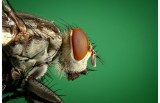 El colombiano que ganó un IgNobel explica su investigación