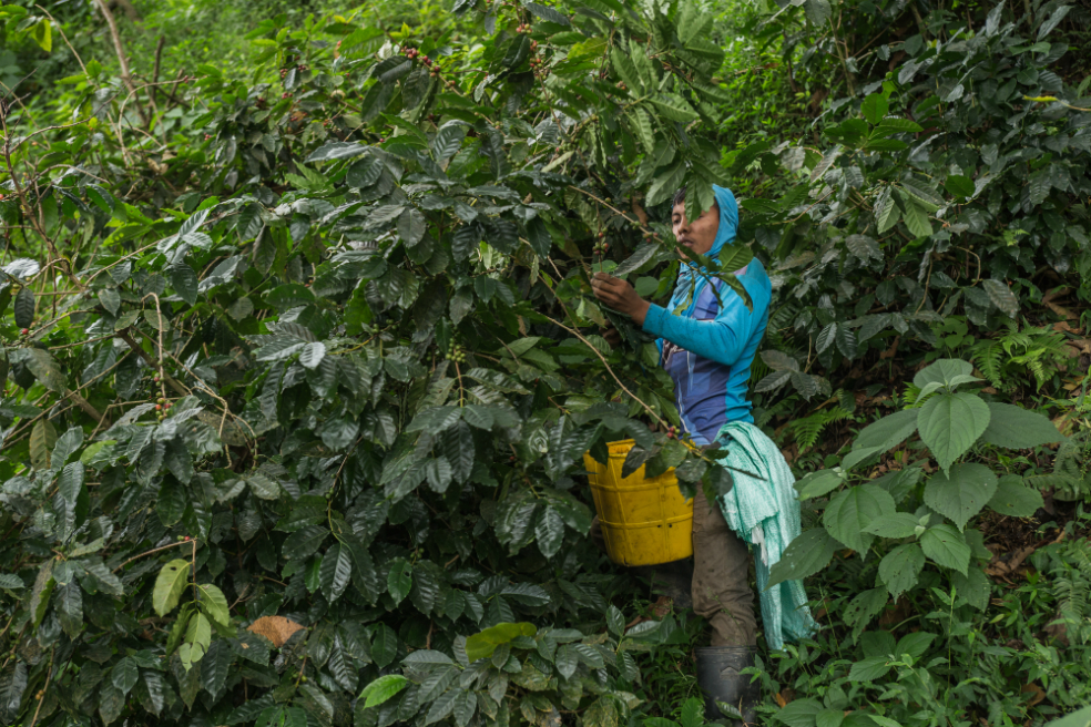 En la Sierra Nevada se producen tres variedades de café arábica: Colombia, Castillo y Caturro. / Fotos: Juan Camilo Serrano.
