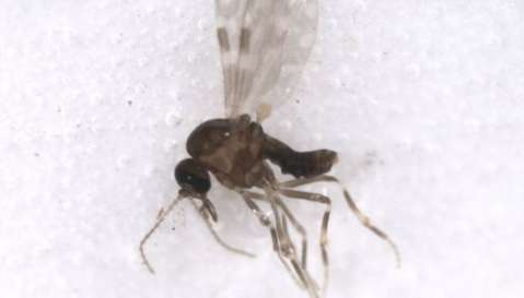 Brasil confirma primeras muertes por fiebre de Oropouche