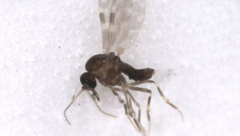 Brasil confirma primeras muertes por fiebre de Oropouche