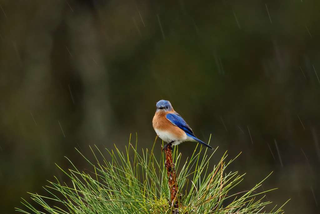 Finalista | Rainy Day Blues
Parque Estatal Colt Creek | Aves