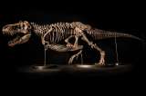 Se canceló la controversial subasta de un esqueleto de Tyrannosaurus rex