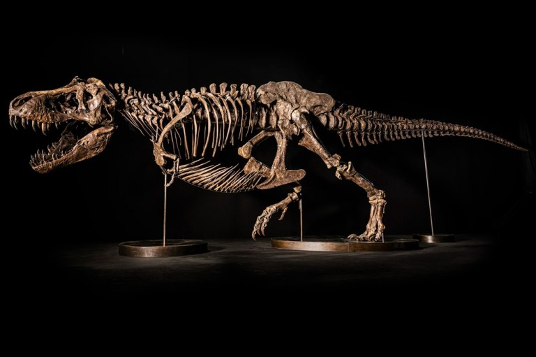 Se canceló la controversial subasta de un esqueleto de Tyrannosaurus rex