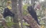Video: osos captados en cámara causaron fascinación en Santander
