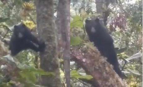 Video: osos captados en cámara causaron fascinación en Santander