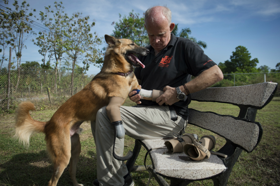 Estas prótesis livianas le dan al perro un mejor equilibrio que un modelo anterior, más pesado. / AFP